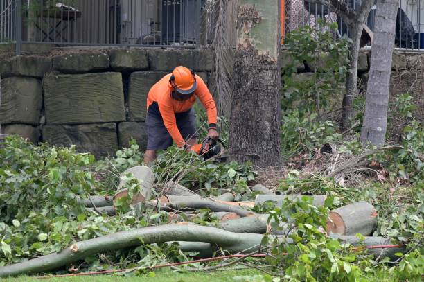 Trusted Baldwin, NY  Tree Services Experts